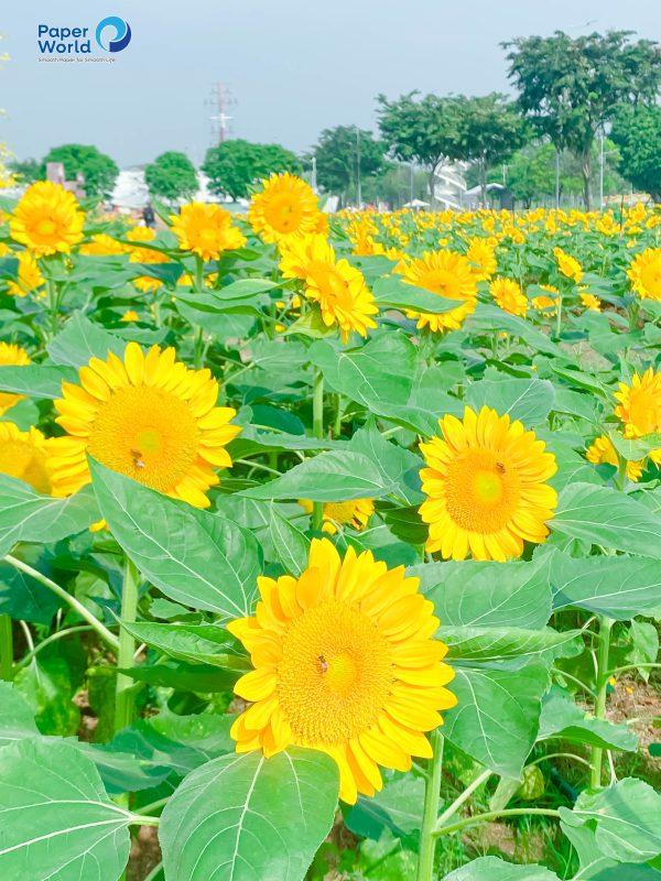 Danangpaper.com – Chuyên cung cấp giấy, hộp đựng giấy tại Đà Nẵng