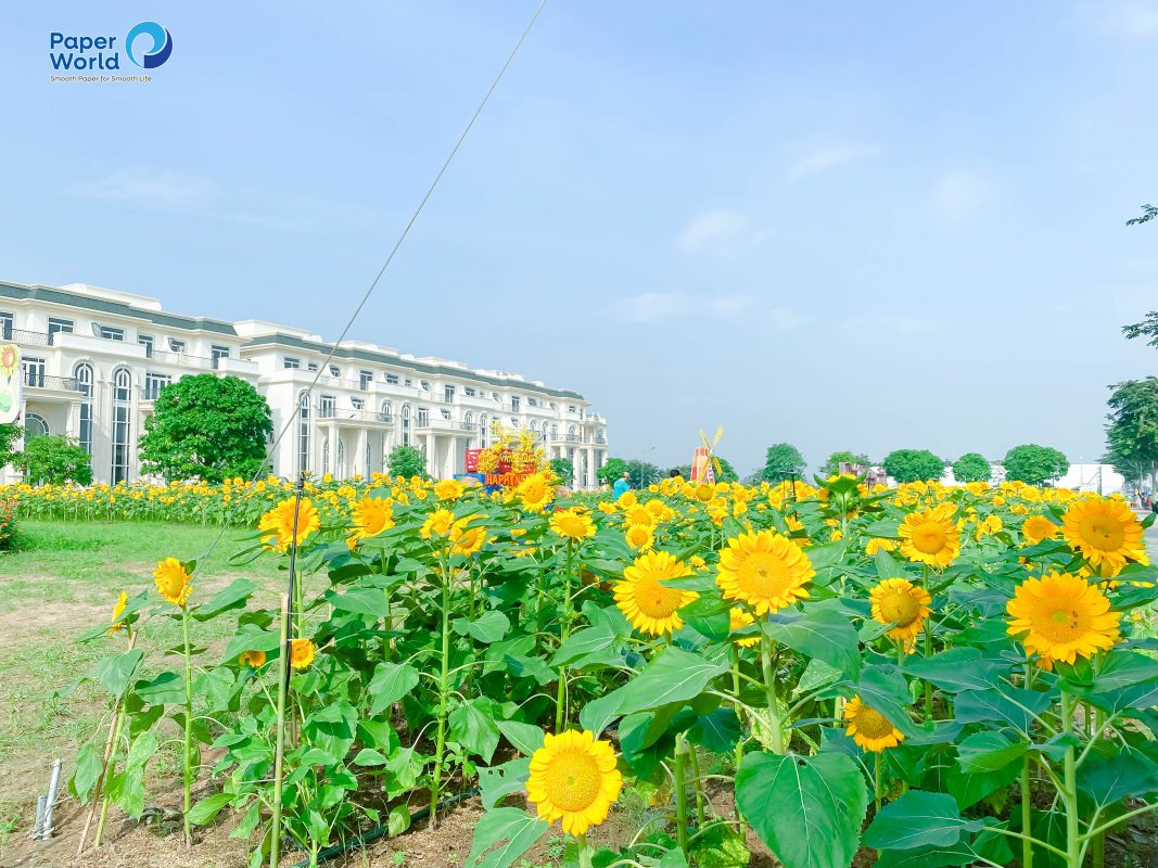 Danangpaper.com – Chuyên cung cấp giấy, hộp đựng giấy tại Đà Nẵng