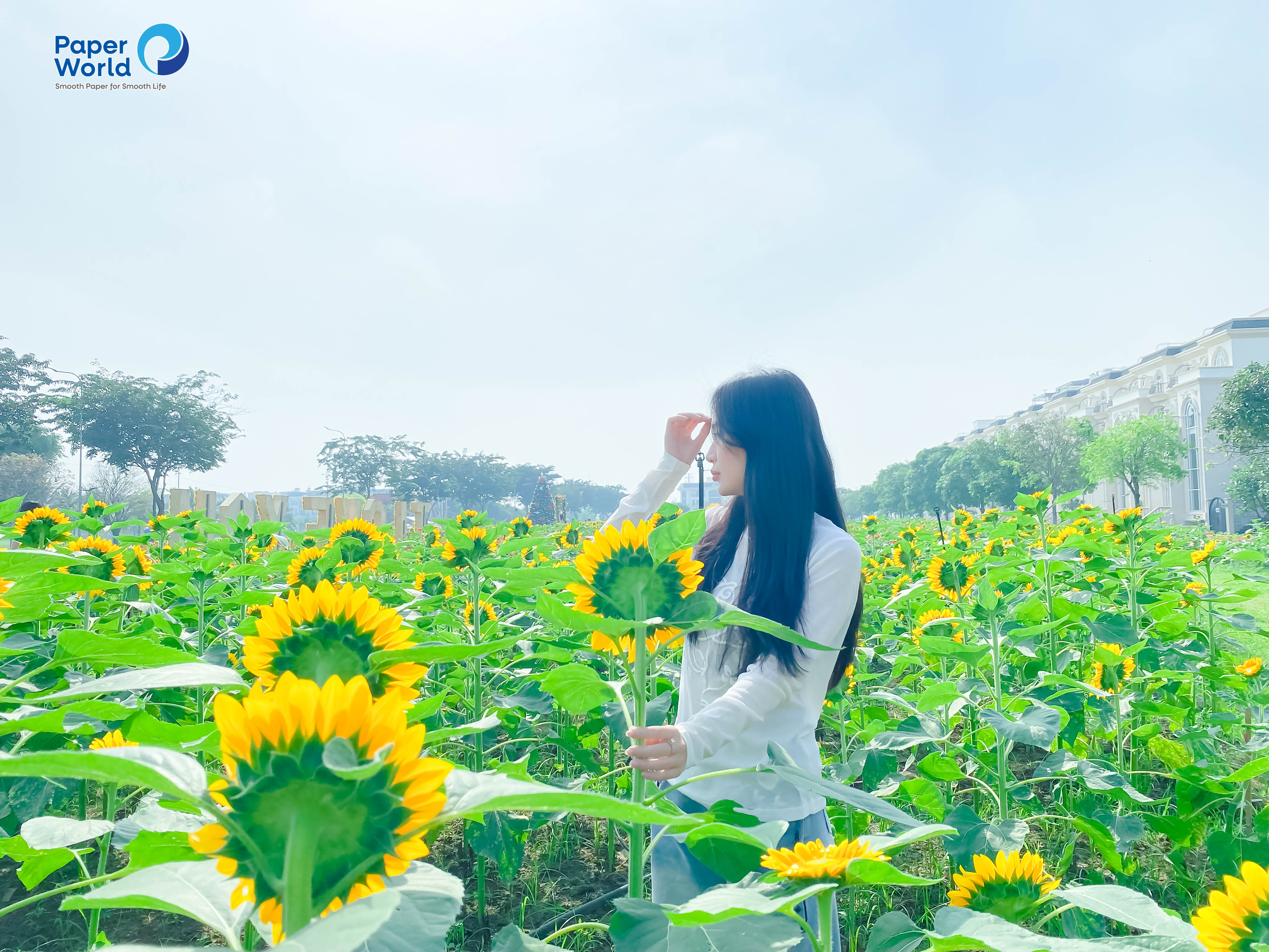 Vườn hướng dương thủ đức