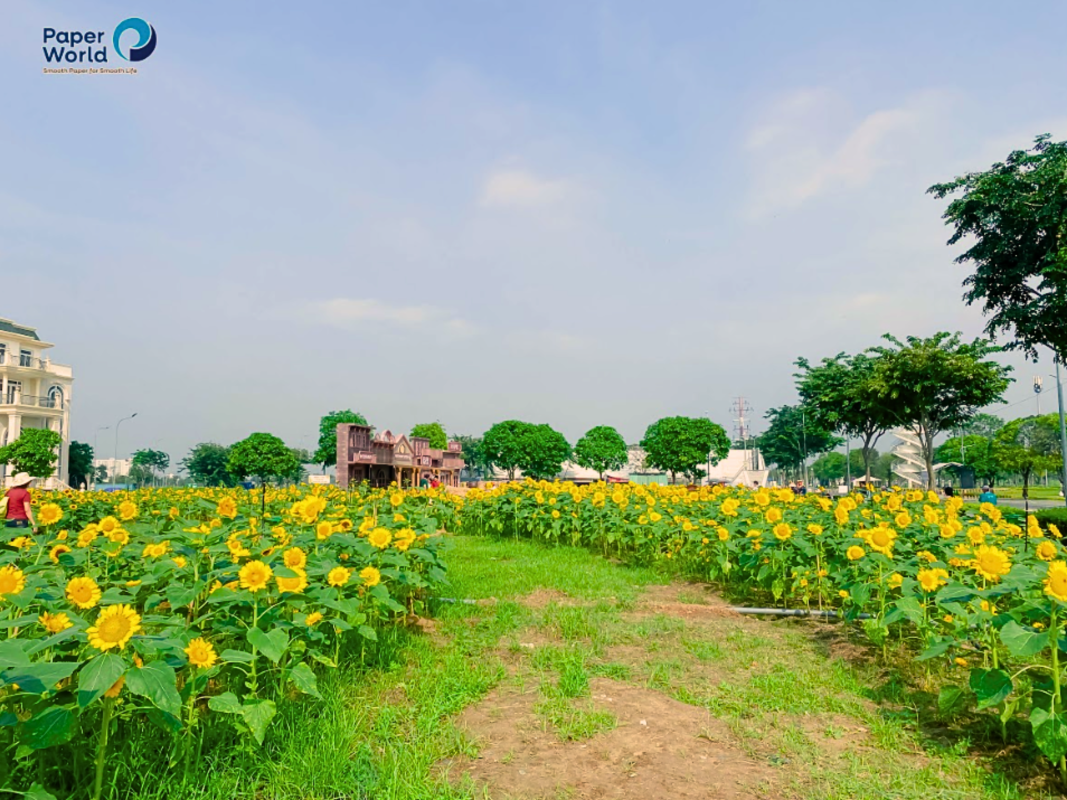 Danangpaper.com – Chuyên cung cấp giấy, hộp đựng giấy tại Đà Nẵng